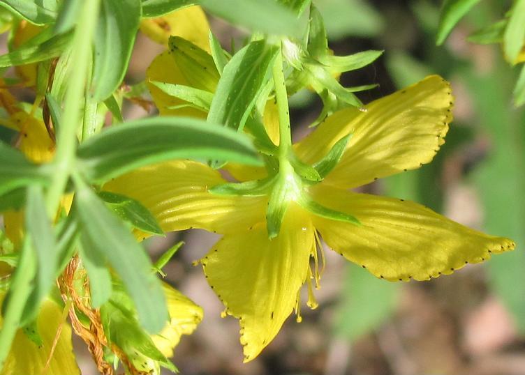 Hypericum perforatum (Erba di S. Giovanni comune)